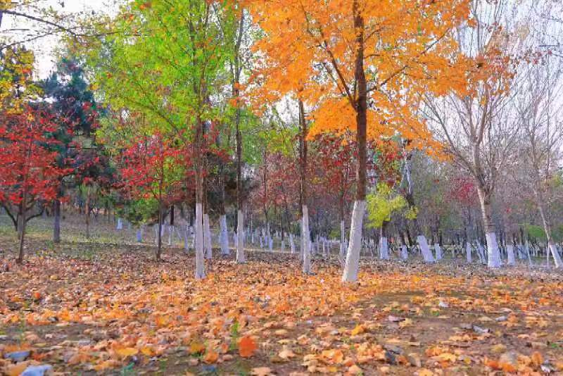 莫子山公园：寻找秋日中那一抹黄