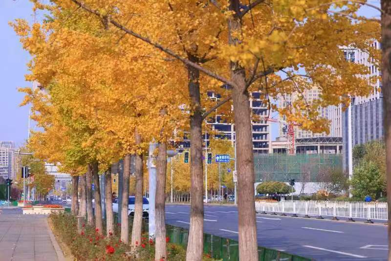 银杏上线！ 来浑南这些地方邂逅金色“童话世界”