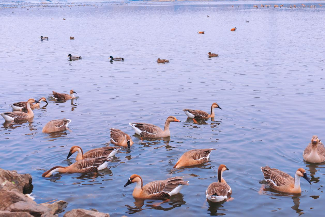 雾里浑河：冬候鸟戏水 好似水墨画