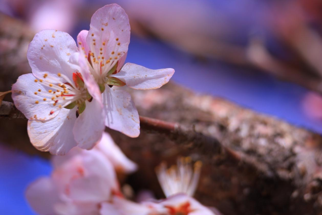 浑南：桃花灼灼俏争春