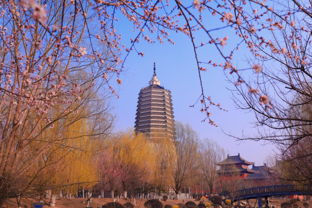 浑南白塔公园：红墙衬新桃