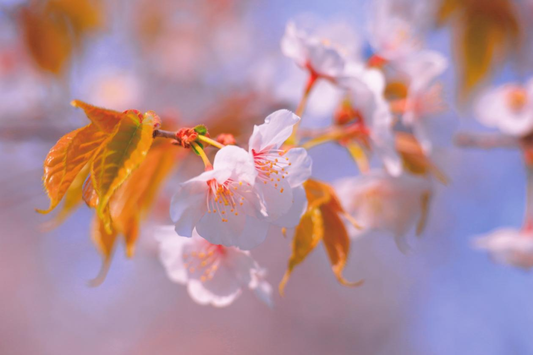 沈阳世博园：春日浪漫樱花上线