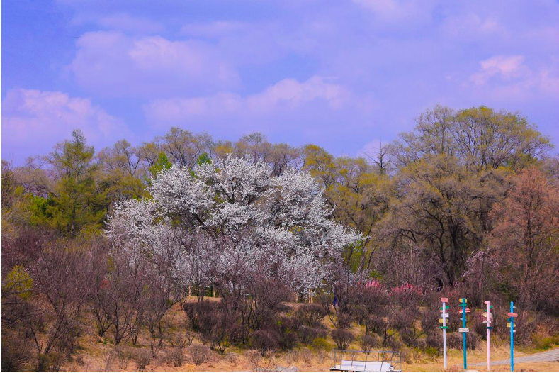 沈阳世博园：百年梨花次第开