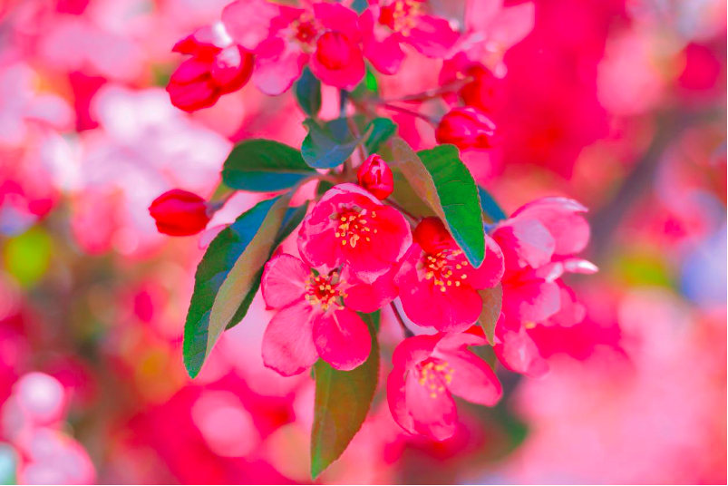 花开正当时！来浑南碧水河路赴一场海棠花的盛宴