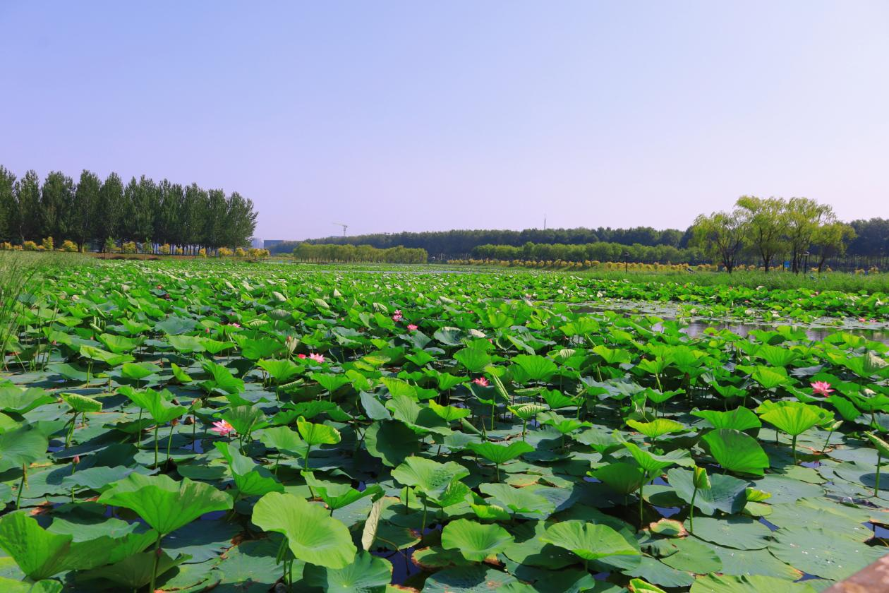 浑南中央公园荷花竞相开放，夏日风景如诗如画
