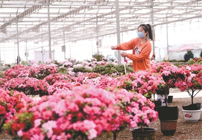 今年8月,这里将推窗见花海