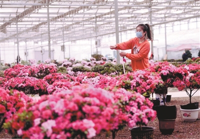 浑南“花海”将打造鲜花民宿