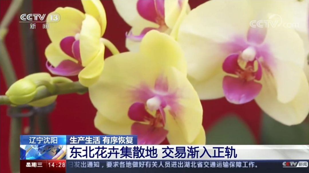 央视两个频道为浑南点赞!