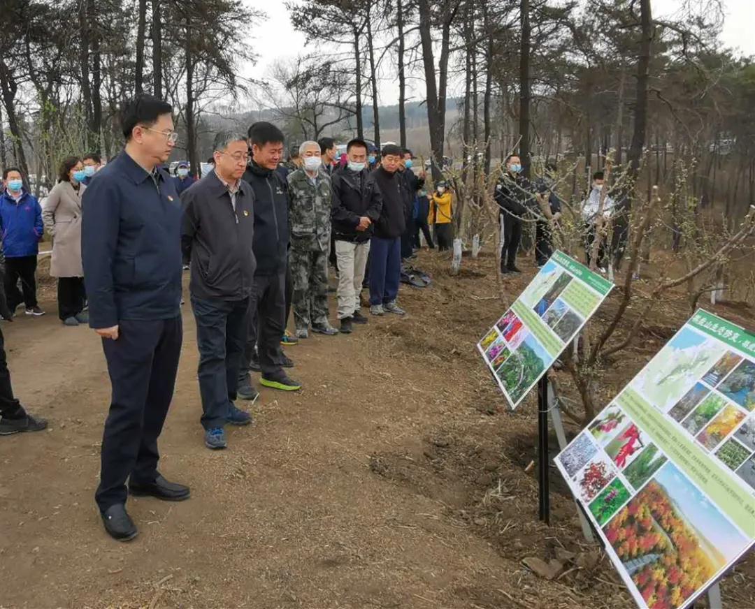 浑南区开展“我爱棋盘山 共植秀湖柳” 主题植树活动