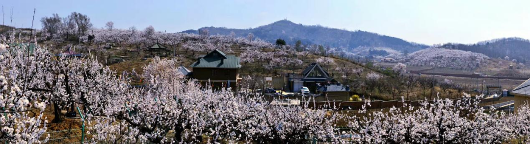 2020年浑南区四季游、乡村游暨祝家街道第四届杏花节浪漫开幕