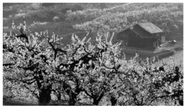 “千亩杏花”、农村大集、果蔬采摘…… 浑南区打造最美乡村