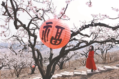 杏花烂漫春满山