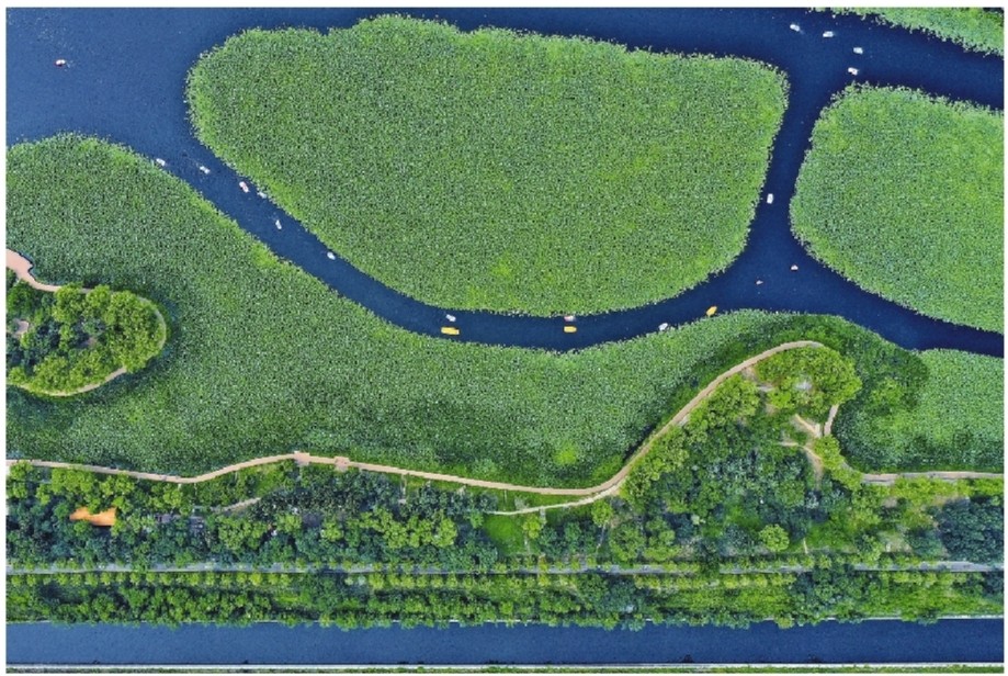 接天莲叶 暑中赏荷