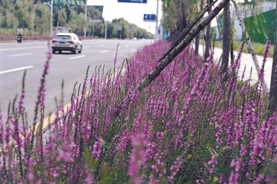 漫步沈中大街 一路繁花 看锦绣