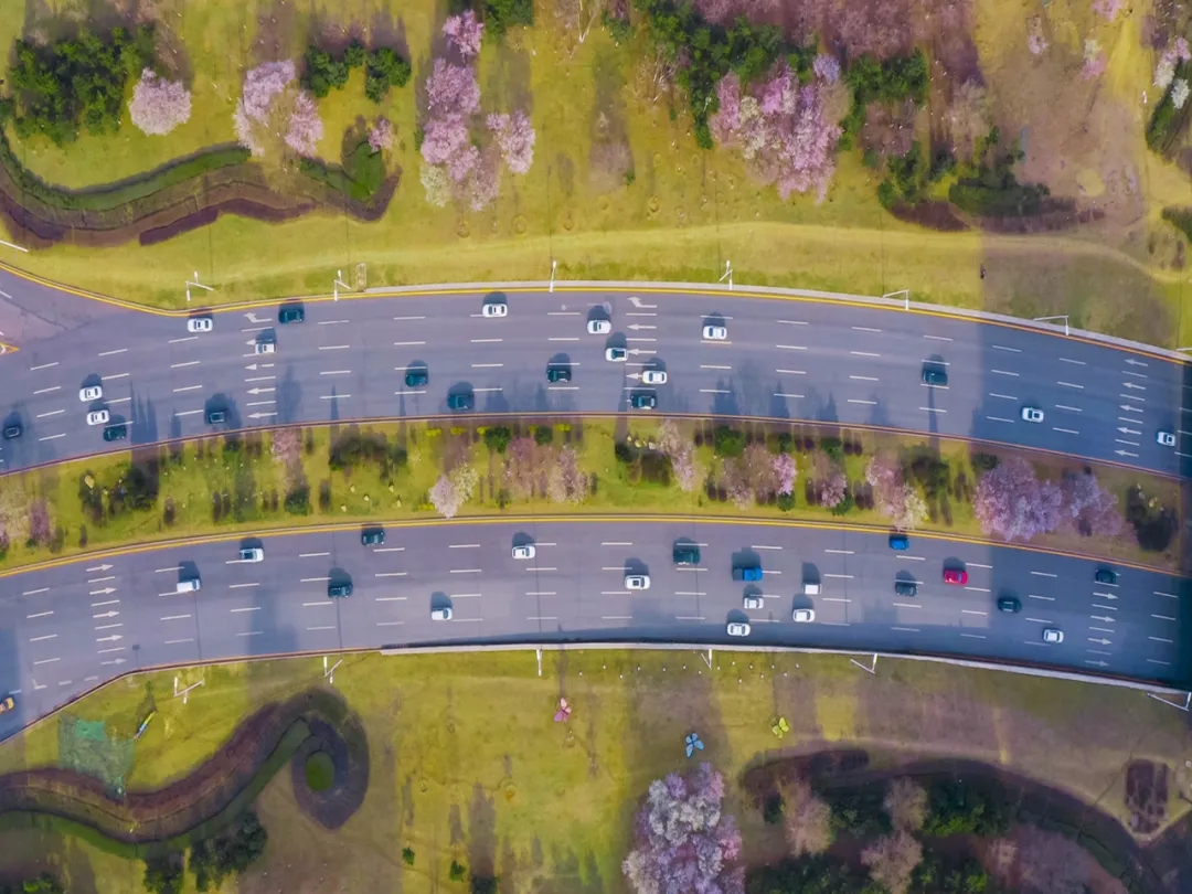 浑南等您 共续春日桃花缘