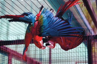 沈阳鸟岛有一位33岁的鸟宝“奶爸”有爱的他把每个小生命都视作自己的娃