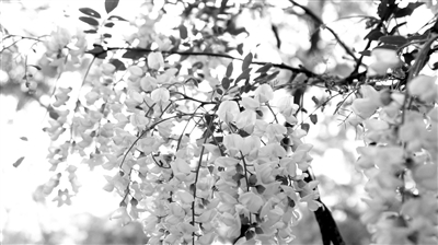 浑南区首届槐花节启动四条游玩路线“C位”出道