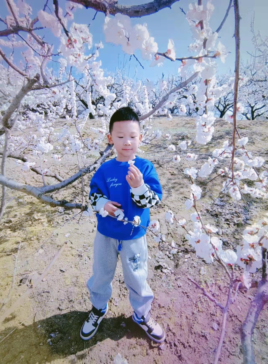 “杏”好有你！沈阳市第七十二中学开展特色“大杏节”课程