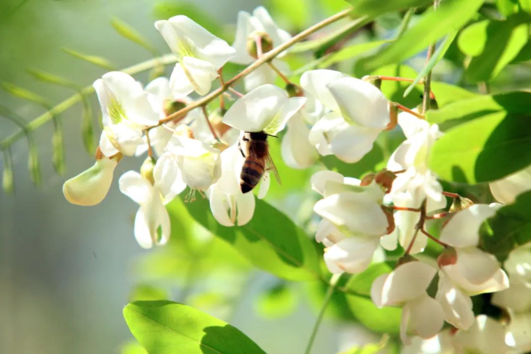 浑南祝家李麦峪：五月槐花，芬芳四溢