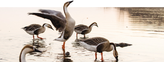 春江水暖鸭先知　浑河水美候鸟至