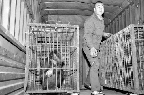 4只黑猩猩沈阳森林动物园安营扎寨