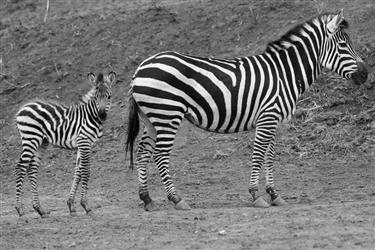 沈阳森林动物园喜事多斑马家族喜添新丁 国宝熊猫即将驾到