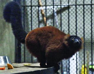 马达加斯加岛 4只红领狐猴来沈阳啦——沈阳森林动物园