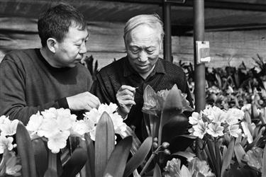 花王何世忠的百种君子兰