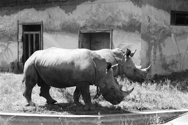 濒危动物白犀牛落户沈阳