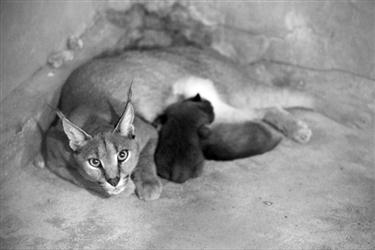 沈阳森林动物园诞生了两只小狞猫