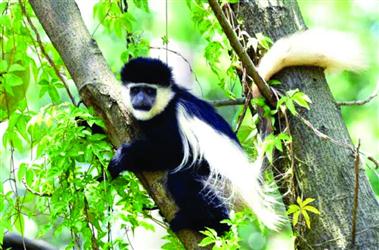 “非洲美猴王”沈阳安家——入驻沈阳森林动物园