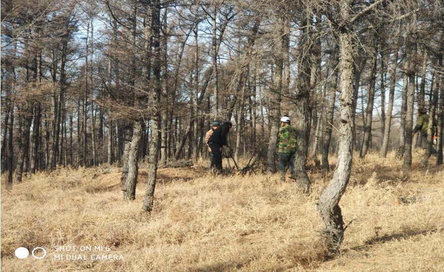 浑南区清理枯死木 有效保护森林资源