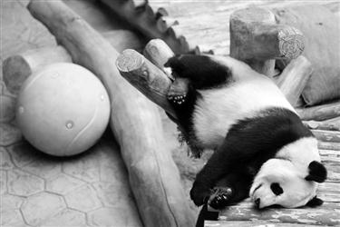 大熊猫在沈阳过首个春节 年夜饭将尝“八道菜”