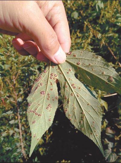 利用生物防治技术抑制豚草效果良好——浑南区王士兰村与沈营路附近试验