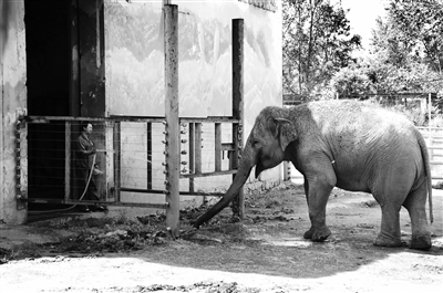 入伏第一天 看看动物园的动物们咋防暑