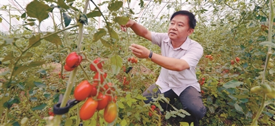 沈阳农博会蔬菜地展21日亮相——浑南区祝家街道田家屯村蔬菜地展现场