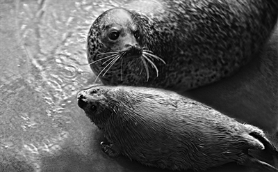 沈阳今年首只人工繁育斑海豹宝宝满月