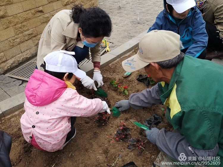栽种花草 美化园区环境——白塔街道仙塔社区组织美化环境活动