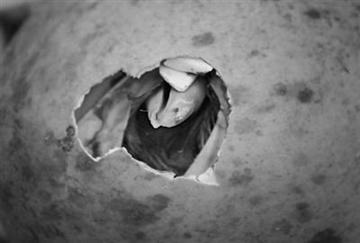 沈阳养鹤人39年与鹤共舞