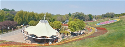 百万余株郁金香绽放世博园