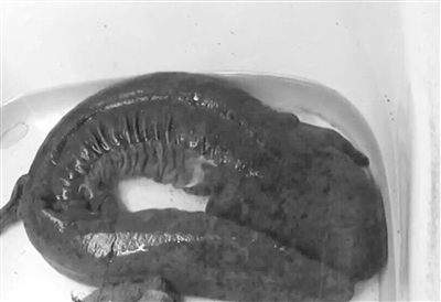 市民携子游棋盘山秀湖 捡到一条有“手”有“脚”娃娃鱼