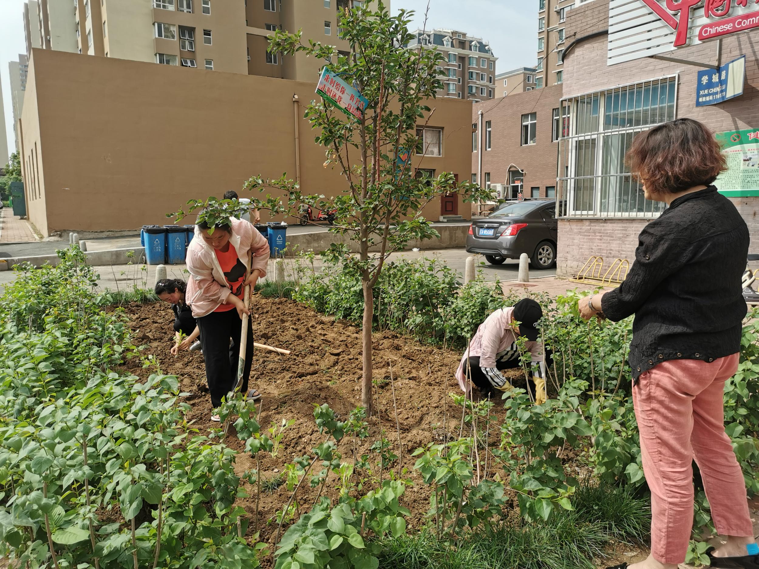 五三街道文华苑社区团支部开展“清洁社区人居环境”志愿服务行动