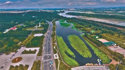 东陵公园荷叶连天碧水长