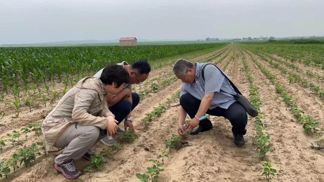 在希望的田野上！王滨街道渔樵村“农业生产新尝试”登上《新闻联播》