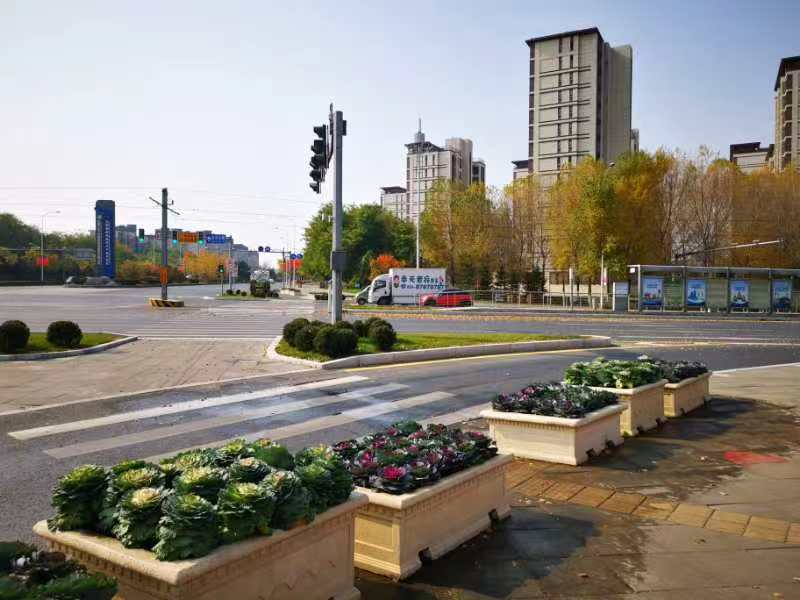 切花甘蓝亮相！为浑南再添一抹靓丽色彩