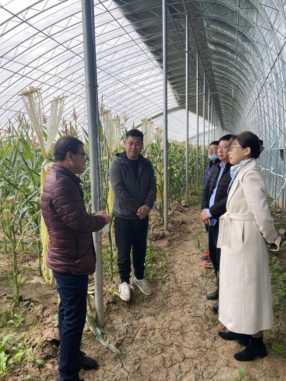 祝家街道：专家请过来 技术送到村