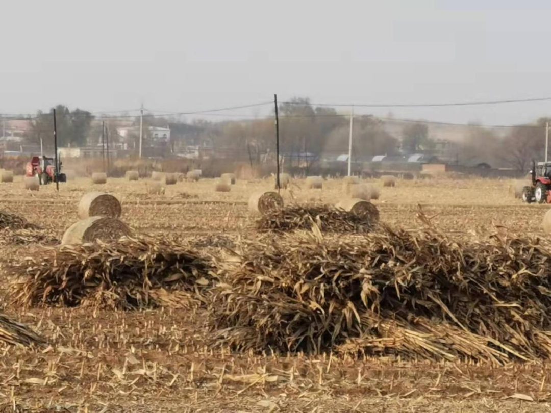 致富有妙招!祝家街道利用秸秆打捆分红壮大村集体经济