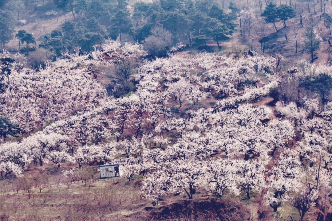 浑南，四月春花预报来了