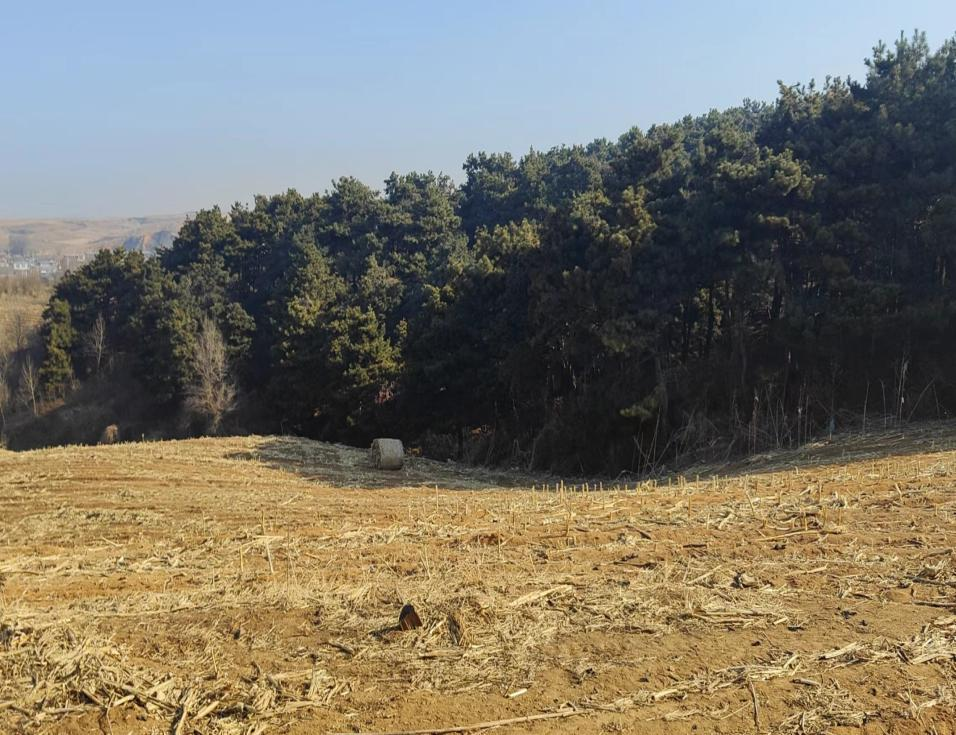 王滨街道：倡文明祭祀 密织森林防火安全网