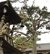 为祝家地区500年古树建司法保护基地